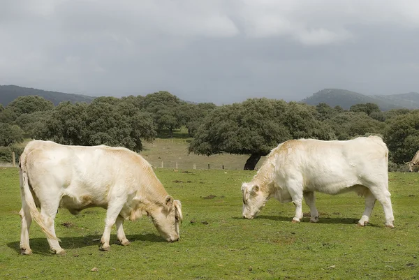 Αγελάδες βόσκησης στο χωράφι — Φωτογραφία Αρχείου