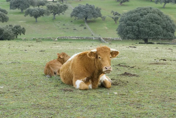 Kor som betar ute på fältet — Stockfoto