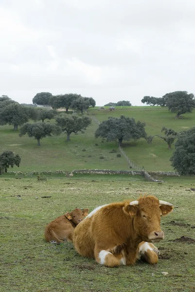 Kühe weiden auf dem Feld — Stockfoto