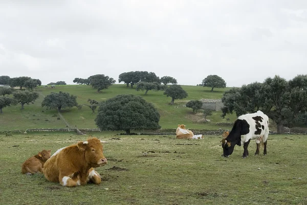 Koeien grazen in het veld — Stockfoto