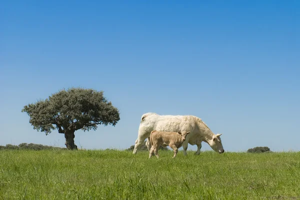 Vacas pastando en el campo — Foto de Stock