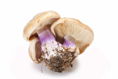 Wood blewits. clipart