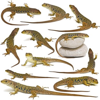 Set of lizards isolated over white. clipart