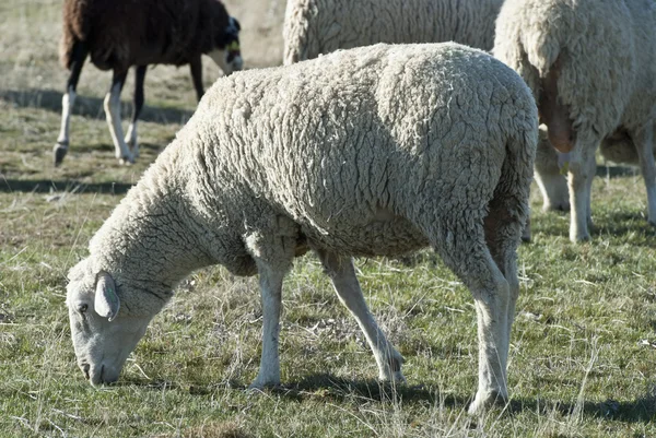 Pastoreo de ovejas . — Foto de Stock