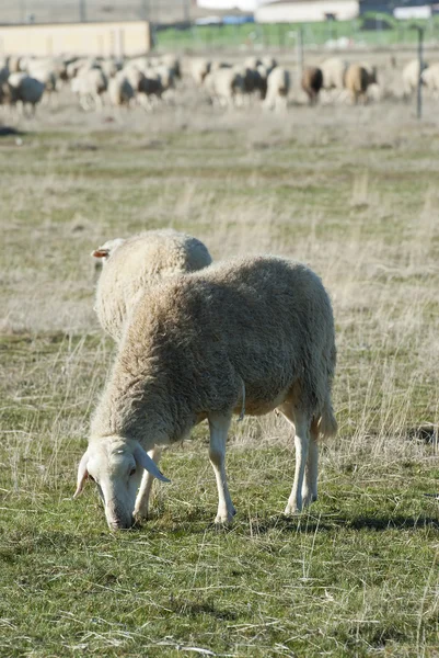 Pastoreio de ovinos no campo. — Fotografia de Stock