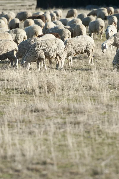 Ovce pastvy. — Stock fotografie