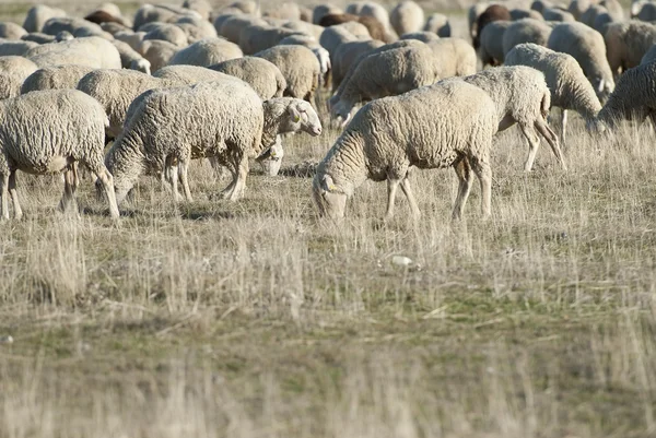 Koyunlar tarlada otluyor.. — Stok fotoğraf