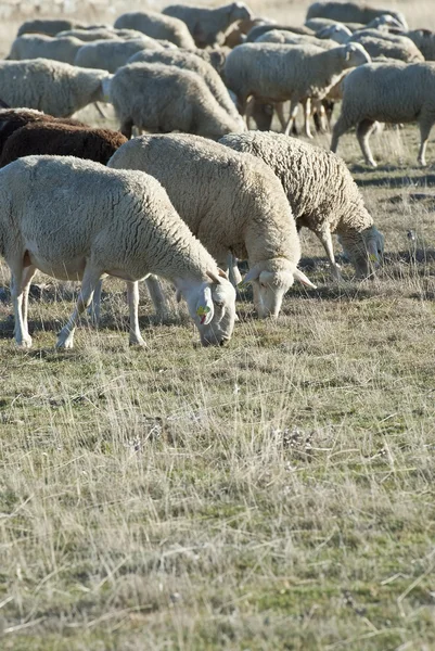 Schafe weiden. — Stockfoto