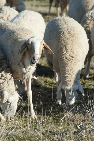 Grazende schapen. — Stockfoto