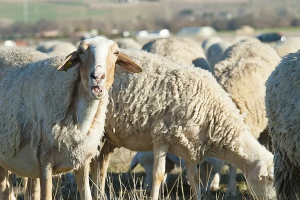 Pasoucí se ovce na poli. — Stock fotografie