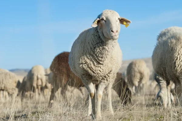 Ovce. — Stock fotografie