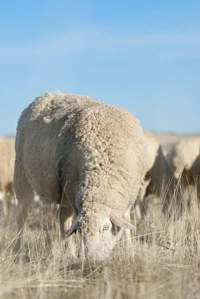 Ovce ve slunečný den. — Stock fotografie