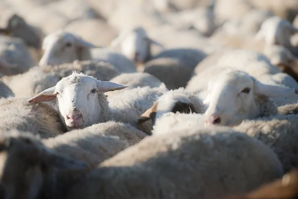 Kudde schapen. — Stockfoto