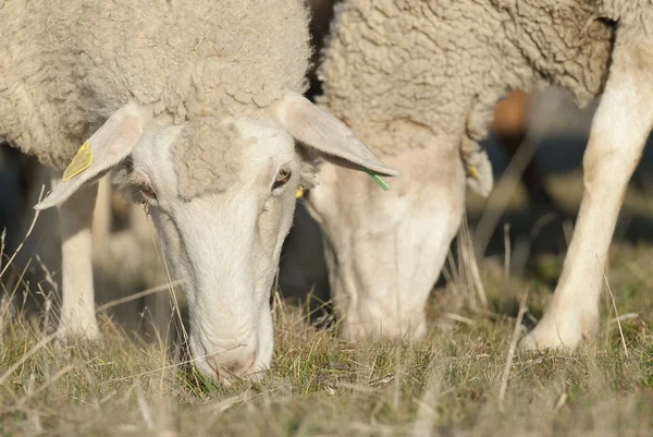 Detail van schapen eten. — Stockfoto