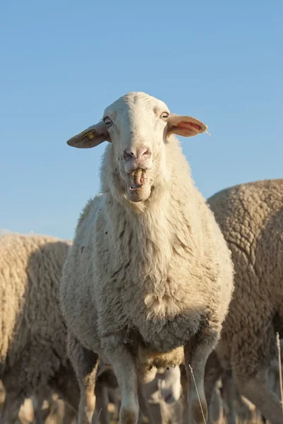 Вівці в сонячний день . — стокове фото