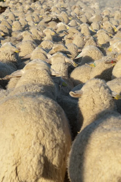 Rebaño de ovejas. — Foto de Stock