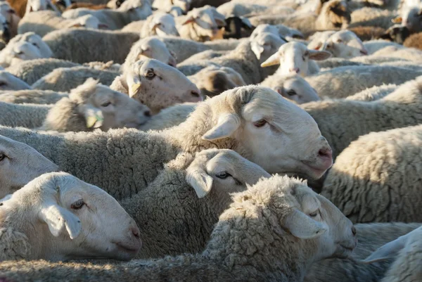 Flock av får. — Stockfoto