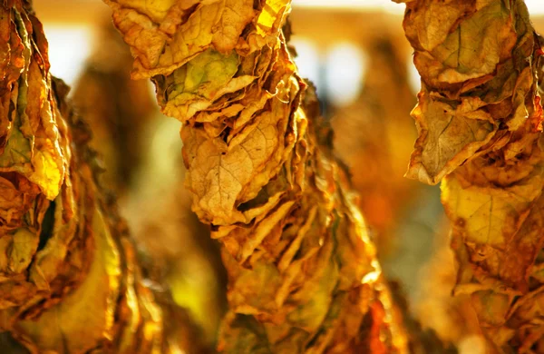 Drying tobacco leaves — Stock Photo, Image