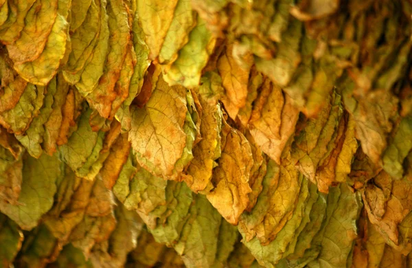 Secado de hojas de tabaco —  Fotos de Stock