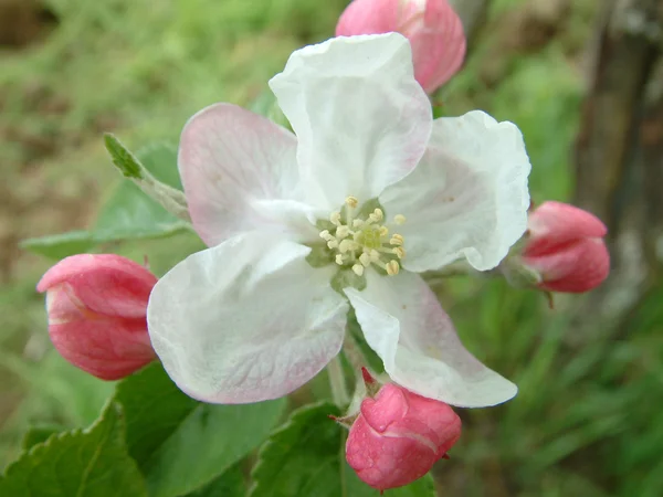 Flor de maçã — Fotografia de Stock