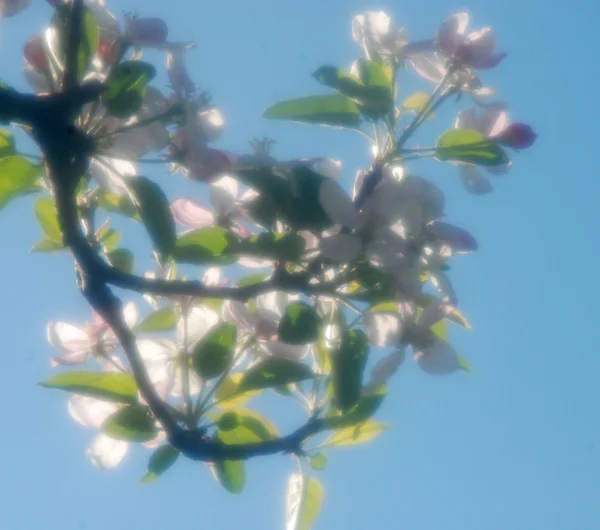 İlkbaharda elma çiçeği — Stok fotoğraf