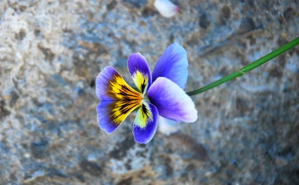 Pohled fialky na květinu — Stock fotografie