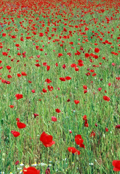 Stock image Poppy flowers