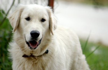 straat hondensokak köpekleri