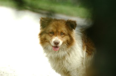 straat hondensokak köpekleri