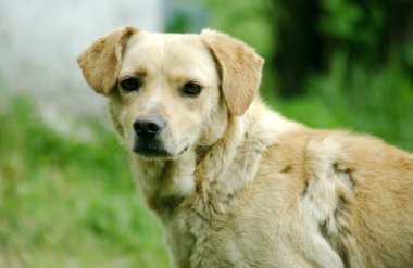 straat hondensokak köpekleri