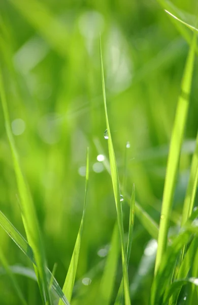 Erba verde con gocce d'acqua — Foto Stock