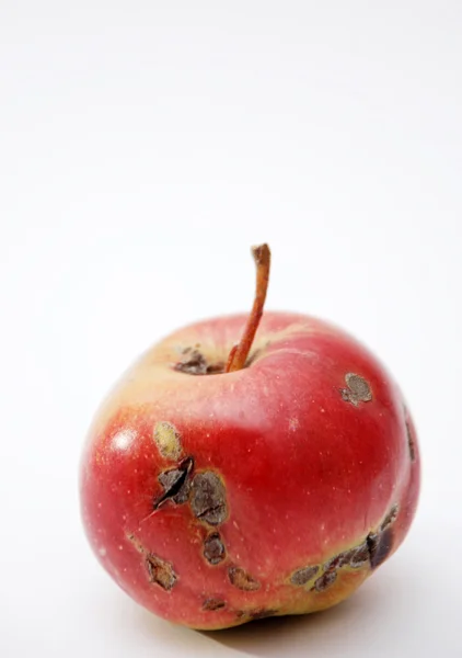 stock image Rotten apple