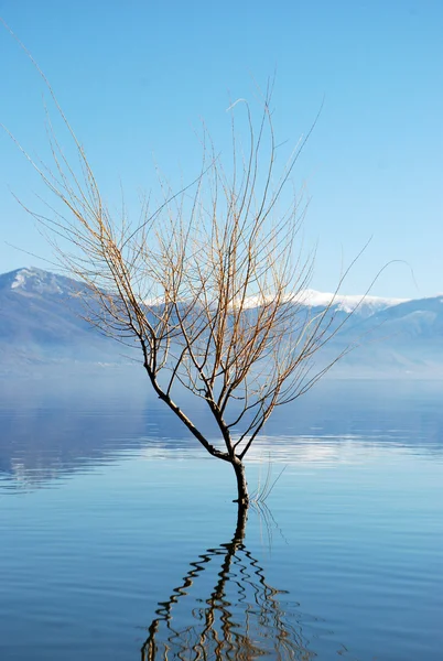 Willow na Prespanské jezero v Makedonii — Stock fotografie