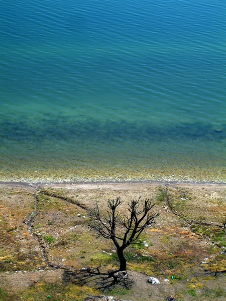 Träd och sjön — Stockfoto