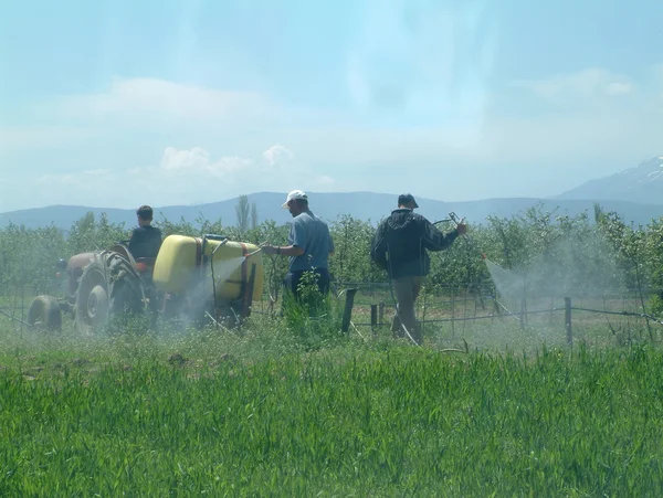 stock image Spraying apple trees