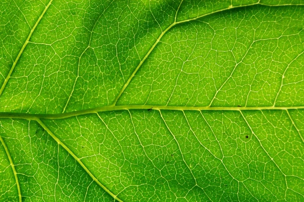 Stock image Green leaf texture