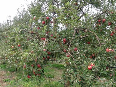 Apple Eylül