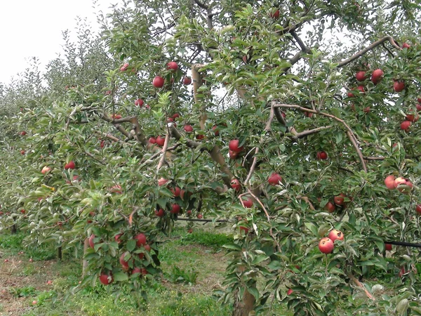 Manzana en septiembre — Foto de Stock