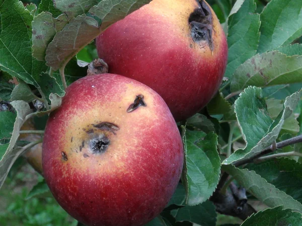 Manzanas podridas — Foto de Stock