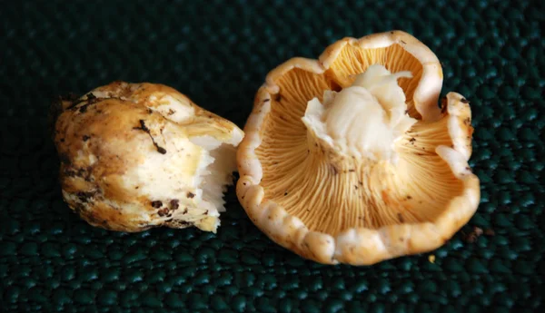 Каменный гриб — стоковое фото