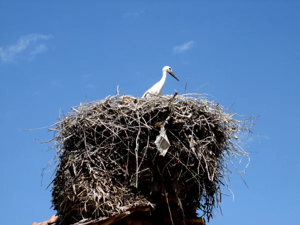 stock image Stork on the nest in spring