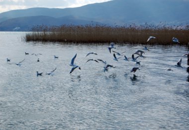 Makedonya 'nın Ohri Gölü