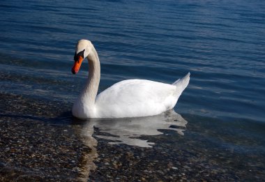 Kuğu Gölü ohrid, Makedonya