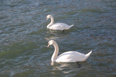 Kuğu Gölü ohrid, Makedonya