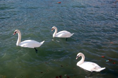 Kuğu Gölü ohrid, Makedonya