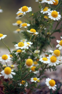 Daisies chamomiles pictured in nature