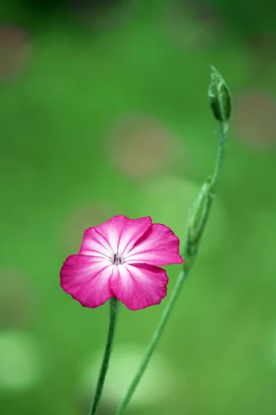 Розовый цветок против зеленой спины — стоковое фото