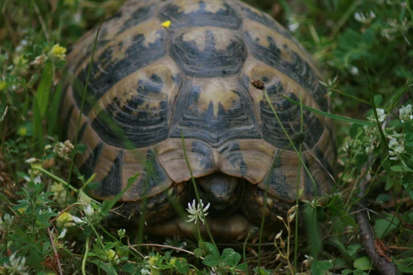Schildpad in het bos — Stockfoto