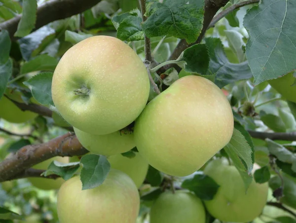 stock image Apples on a tree