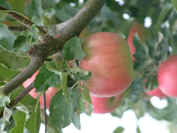 Almák egy fán — Stock Fotó
